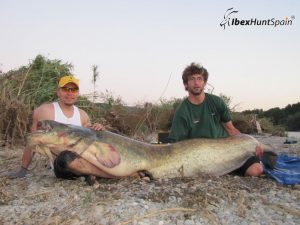 Catfish fishing in Ebro