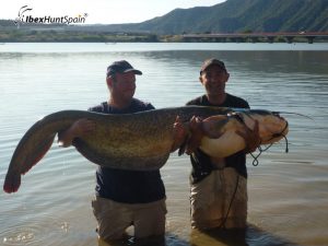 Catfish fishing in Ebro