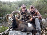 Iberian Mouflon, Iberian Mouflon Hunt, Iberian Mouflon Hunting, Iberian Mouflon Hunting in Spain, European Mouflon, Hunting Mouflon in Spain