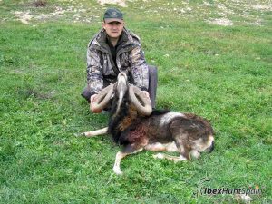 Iberian Mouflon, Iberian Mouflon Hunt, Iberian Mouflon Hunting, Iberian Mouflon Hunting in Spain, European Mouflon, Hunting Mouflon in Spain