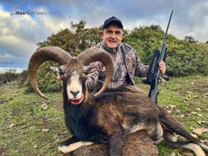 iberian mouflon hunting in spain