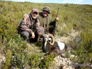 Iberian Mouflon, Iberian Mouflon Hunt, Iberian Mouflon Hunting, Iberian Mouflon Hunting in Spain, European Mouflon, Hunting Mouflon in Spain