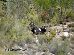 Iberian Mouflon Hunt