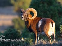 Iberian Mouflon Hunt