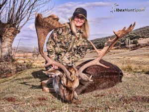 European Fallow deer