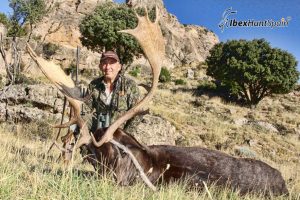 Black Fallow deer