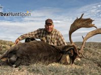 Black Fallow deer, Black Fallow deer hunting in Spain, Black Fallow deer hunt