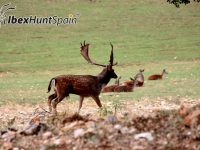 Fallow deer hunt