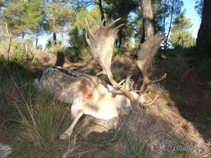 Black Fallow deer, Black Fallow deer hunting in Spain, Black Fallow deer hunt