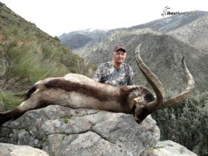 Gredos Ibex, Gredos Ibex hunt, Gredos ibex hunting, Gredos ibex hunting in Spain, Hunting Gredos ibex,