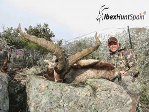 Gredos Ibex, Gredos Ibex hunt, Gredos ibex hunting, Gredos ibex hunting in Spain, Hunting Gredos ibex,