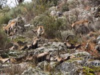 Gredos Ibex hunt
