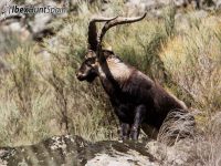 Gredos Ibex hunt
