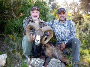 Iberian Mouflon, Iberian Mouflon Hunt, Iberian Mouflon Hunting, Iberian Mouflon Hunting in Spain, European Mouflon, Hunting Mouflon in Spain