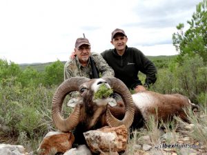 Iberian Mouflon, Iberian Mouflon Hunt, Iberian Mouflon Hunting, Iberian Mouflon Hunting in Spain, European Mouflon, Hunting Mouflon in Spain