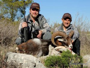 Iberian Mouflon, Iberian Mouflon Hunt, Iberian Mouflon Hunting, Iberian Mouflon Hunting in Spain, European Mouflon, Hunting Mouflon in Spain