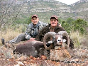Iberian Mouflon, Iberian Mouflon Hunt, Iberian Mouflon Hunting, Iberian Mouflon Hunting in Spain, European Mouflon, Hunting Mouflon in Spain