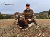 mouflon hunting in spain