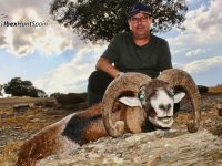european mouflon hunting in spain