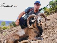 hunting mouflon in spain
