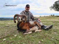 iberian mouflon