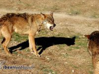 Iberian Wolf Hunt