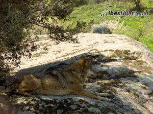 Iberian Wolf Hunt