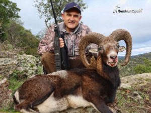 mouflon hunts in spain