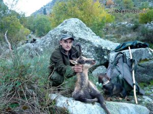 Pyrenean Chamois hunting