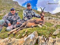 Pyrenean chamois hunting in Spain