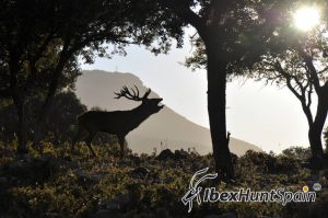 Iberian red deer hunt