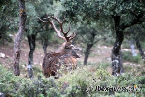 red stag hunt