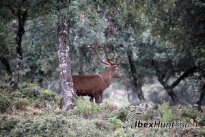 red stag hunt