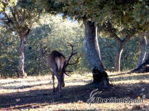 Iberian red deer hunt