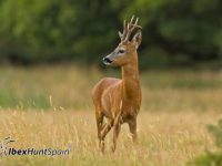 Roe deer hunt
