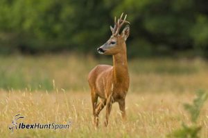 Roe deer hunt