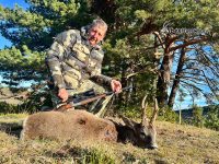 Roe deer hunt in spain