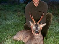 Roe deer hunting