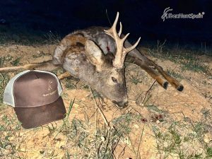 hunting roe bucks in Spain