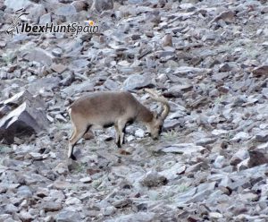 Sierra nevada ibex / southeastern ibex