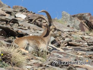 Sierra nevada ibex / southeastern ibex