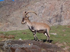 Sierra nevada ibex / southeastern ibex