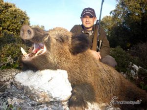 Wild boar hunting