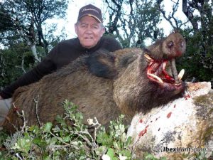 Wild boar hunting