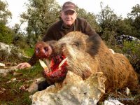 Wild boar hunting